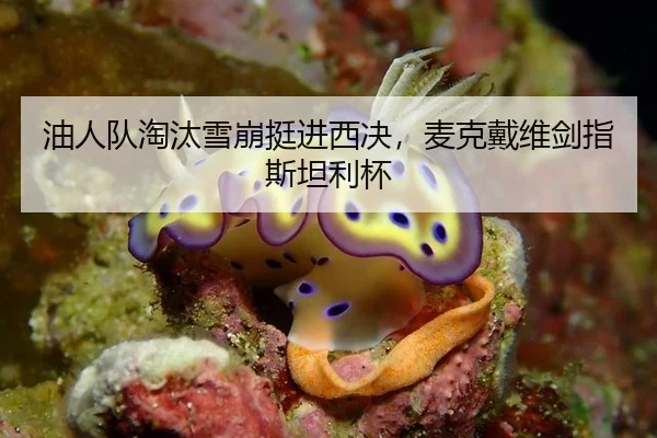 油人队淘汰雪崩挺进西决，麦克戴维剑指斯坦利杯